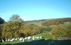 Cragg Cottages