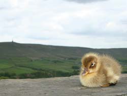 Badger Fields Farm