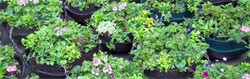 Baskets