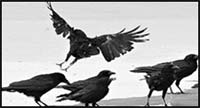 Crows