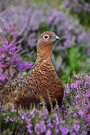 Grouse