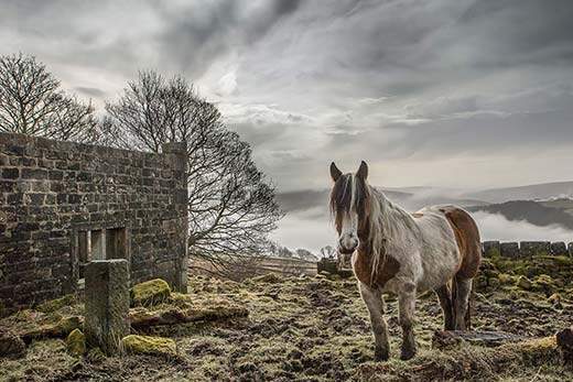 Early Morning Mist