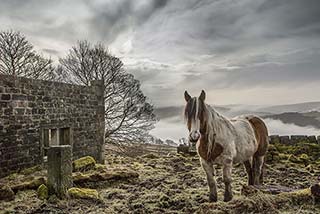 Erly Morning Mist