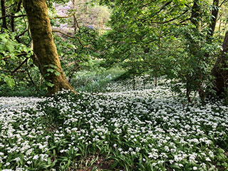 Wild garlic