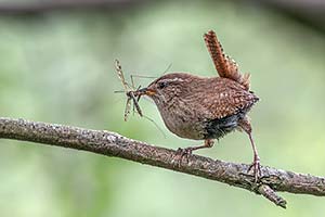 Wren