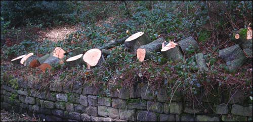 Tree Felling in Midgehole Road