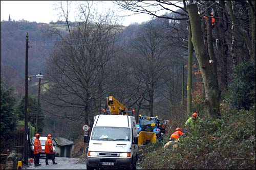 Tree Felling in Midgehole Road